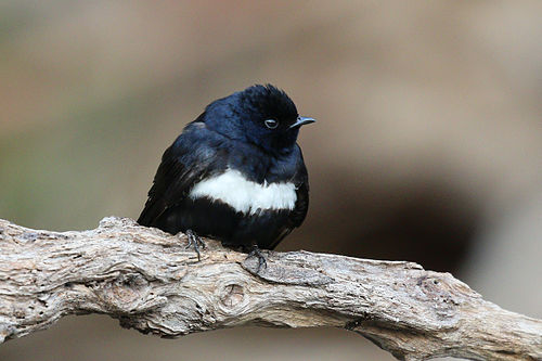 White-banded swallow